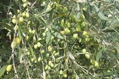 Ελαιοπαραγωγοί στο «έλεος» του «Σιροκου»