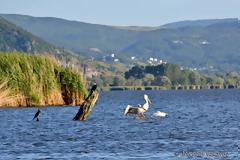 Σπάνιοι αργυροπελεκάνοι «κούρνιασαν» στην λίμνη Παμβώτιδα των Ιωαννίνων!