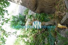 Nαύπακτος: Οι θυελλώδεις άνεμοι έσπασαν δέντρα στη Γαβρολίμνη