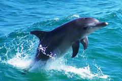 Τέλος ο μύθος του άκακου δελφινιού: Βιάζουν ανθρώπους, δολοφονούν μωρά, κακοποιούν ομαδικά τα θηλυκά