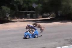 Tα ζώα είναι… απίστευτα [Video]