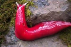 Γιγάντιος ροζ γυμνοσάλιαγκας ανακαλύφθηκε στην Αυστραλία