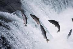 Επικίνδυνη η απόδραση των γενετικά τροποποιημένων σολομών