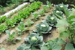 Παραδόθηκε ο δημοτικός λαχανόκηπος