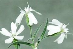 Ρώσοι επιστήμονες 