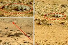 Ιάπωνας ισχυρίζεται πως εντόπισε ζώο στον Άρη!