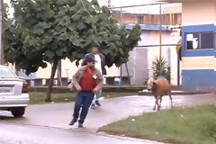 Κριάρι τρομοκρατεί τους κατοίκους σε γειτονιά της Βραζιλίας [Video]