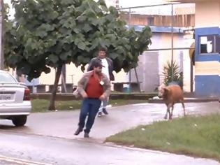 Φωτογραφία για Κριάρι τρομοκρατεί τους κατοίκους σε γειτονιά της Βραζιλίας [Video]