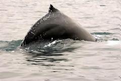 Ακόμα και οι όρκες υποφέρουν από τα κουνούπια