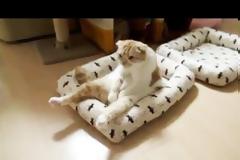 Ποιος σας είπε ότι οι γάτες δεν παθαίνουν κατάθλιψη; [Video]