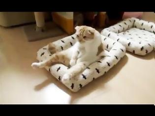 Φωτογραφία για Ποιος σας είπε ότι οι γάτες δεν παθαίνουν κατάθλιψη; [Video]