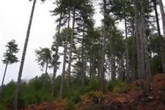 Απαγορεύεται από το Σάββατο η κυκλοφορία τη νύχτα στα δασικά συμπλέγματα της Λακωνίας