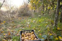 Περιμένοντας να καρποφορήσουν τα ακτινίδια! Απώλεια 90% στην Ξάνθη