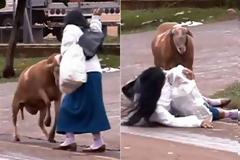 Δεν υπάρχει: Μαστίγωσαν τον τράγο και δείτε τους έκανε!