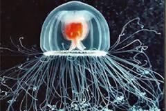 Νέα σοκαριστική οδηγία του ΟΗΕ: Αντί για ψάρια, φάτε μέδουσες