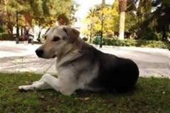 Σκότωσαν σκυλιά με δηλητηριασμένο κρέας στη Δασούπολη