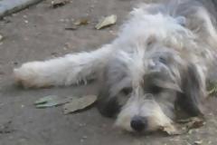 Το πρώτο Δημοτικό Κτηνιατρείο στη Λευκάδα