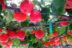 Αχλαδόμηλο: Ένα παράξενο φρούτο!