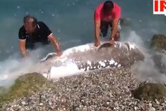 Ρόδος: Τρίμετρο καρχαριοειδές... βγήκε στη στεριά! [video]