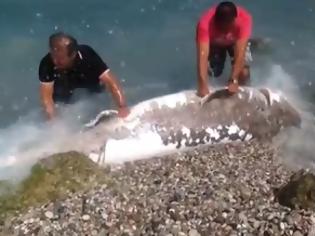 Φωτογραφία για Ρόδος: Τρίμετρο καρχαριοειδές... βγήκε στη στεριά! [video]