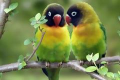 Η συμβιωτική εξαφάνιση