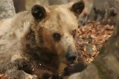 Πέθανε στη Φλώρινα ο γηραιότερος αρκούδος του κόσμου