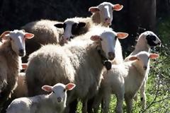 Θρασύτατοι ζωοκλέφτες σπέρνουν τον τρόμο στην Κομοτηνή