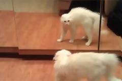 Ζώα αντιμέτωπα με τον καθρέφτη [Video]