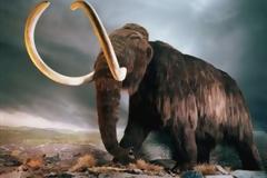 Κλωνοποίουν στην Μαμούθ στην Σιβηρία,