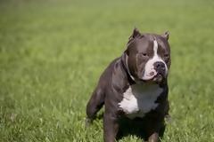 Εγγύηση 1,05 εκατ. δολάρια σε ιδιοκτήτη πίτμπουλ, το οποίο σκότωσε γυναίκα