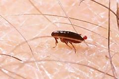 Μαζική επίθεση από ψύλλους - Στο νοσοκομείο για νοσηλεία υπάλληλος που έκανε το λάθος να μπει σε υπόγειο!