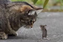 Δήμος Δίτσας: Κάλεσμα βοήθειας για τα αδέσποτα