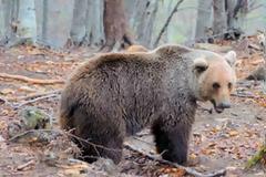 Νίκη για την αρκούδα - Τοποθετείται περίφραξη 130 χλμ στην Εγνατία