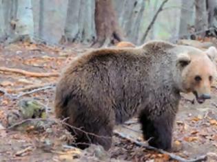 Φωτογραφία για Νίκη για την αρκούδα - Τοποθετείται περίφραξη 130 χλμ στην Εγνατία