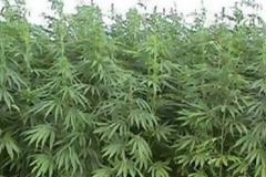 Το σπίτι του ήταν φυτώριο κάνναβης