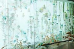 «Τρώτε μέδουσες για να σώσετε τα ψάρια»