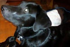 SOS! Xάθηκε ο Άρης!