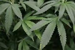 Έσπειρε δενδρύλλια, θέρισε ... χειροπέδες!