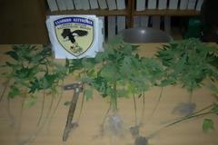 Συνταξιούχος καλλιεργούσε δενδρύλλια χασίς στο Βόλο