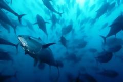 Αλιεία τόνου: πρόγραμμα ελέγχου και επιθεώρησης στη Μεσόγειο