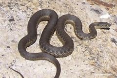 Aγρίνιο: Το φίδι ήταν κρυμμένο στα λαχανικά του μανάβικου!