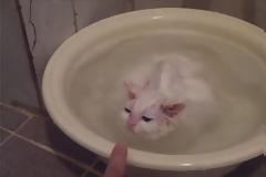 Μια γάτα που δεν θέλει με τίποτα να βγει από το μπάνιο [Video]