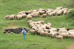 Να διωχθούν άμεσα οι ασύδοτοι κτηνοτρόφοι από το Καβούσι