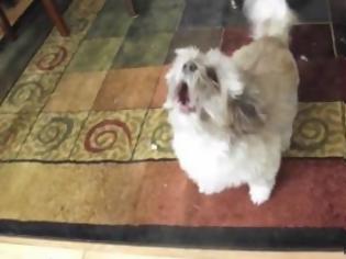 Φωτογραφία για Ο σκύλος που δεν γαβγίζει [Video]