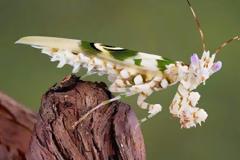 Αλογάκι της Παναγίας ντυμένο στα λευκά!