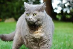 Συνέλαβαν… γάτο για λαθρεμπόριο