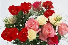 Τι συμβολίζουν τα τριαντάφυλλα