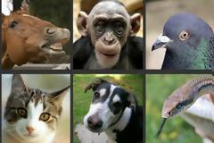 Δείτε «μέσα» από τα μάτια 5 διαφορετικών ζώων!