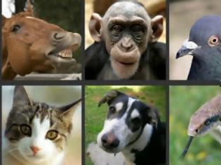 Φωτογραφία για Δείτε «μέσα» από τα μάτια 5 διαφορετικών ζώων!