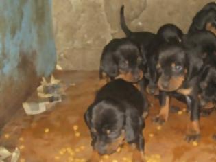 Φωτογραφία για Mυστήριο με τη σύγχρονη «Κρουέλα Ντε Βιλ» από το Περιστέρι - Έχει εξαφανίσει 173 σκυλιά μέχρι τώρα